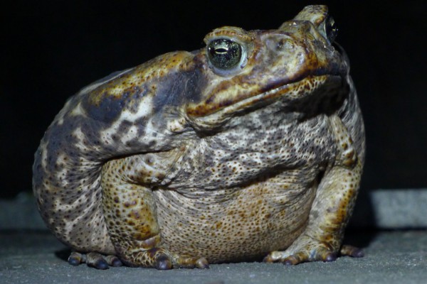 this frog is so huge that she coudn't move by jumping, only walking
